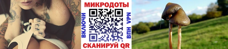 сколько стоит кракен как зайти Псилоцибиновые грибы Psilocybine cubensis Гатчина